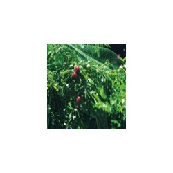 MALLA ANTI-PAJARO 4X12MT...